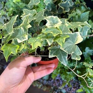 4” Variegated Ivy Plant in Pot